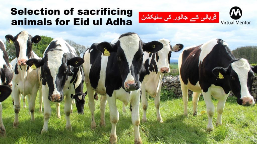 Qurbani Ke Janwar